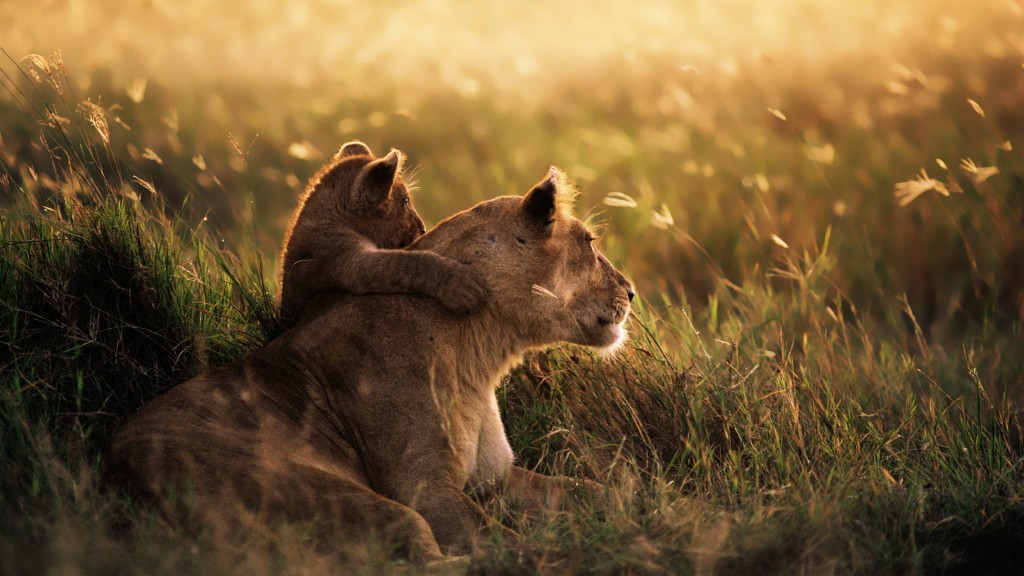 The-grasslands-lion-at-sunset_1920x1080